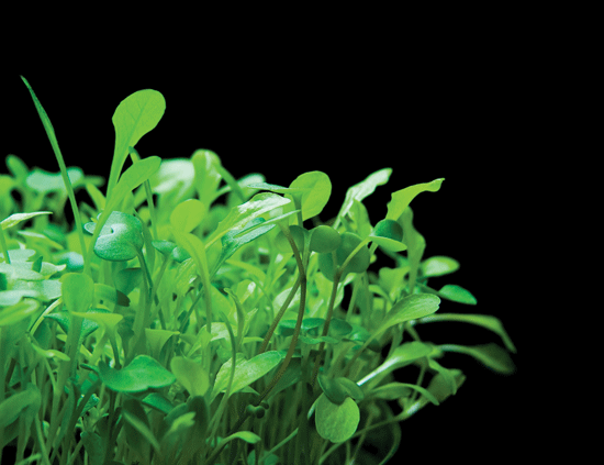 Microgreens can be grown indoors year-round and they provide a nutrient-packed punch.